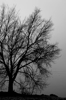 Lake Guntersville Foggy Tree 2