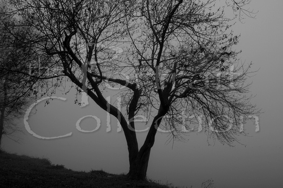 Lake Guntersville Foggy Tree 1